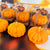 Jack-O-lantern tea light candles